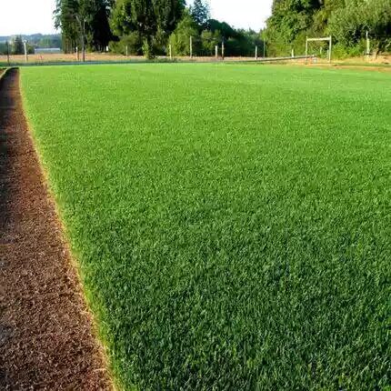 Bermuda Lawn Dwarf Grass Taiwan Green Clean Shelled Manila