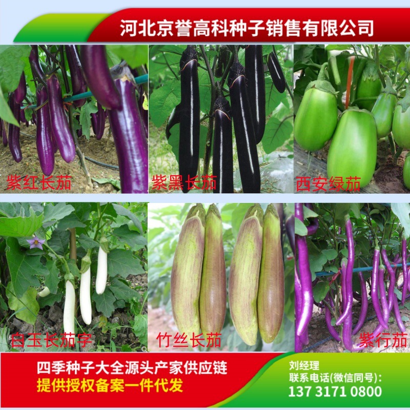 Black and bright purple long eggplant, Xi'an green crown eg