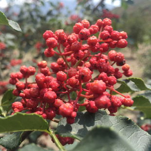 Big seedling results Sichuan Dahongpao Sichuan pepper sapli