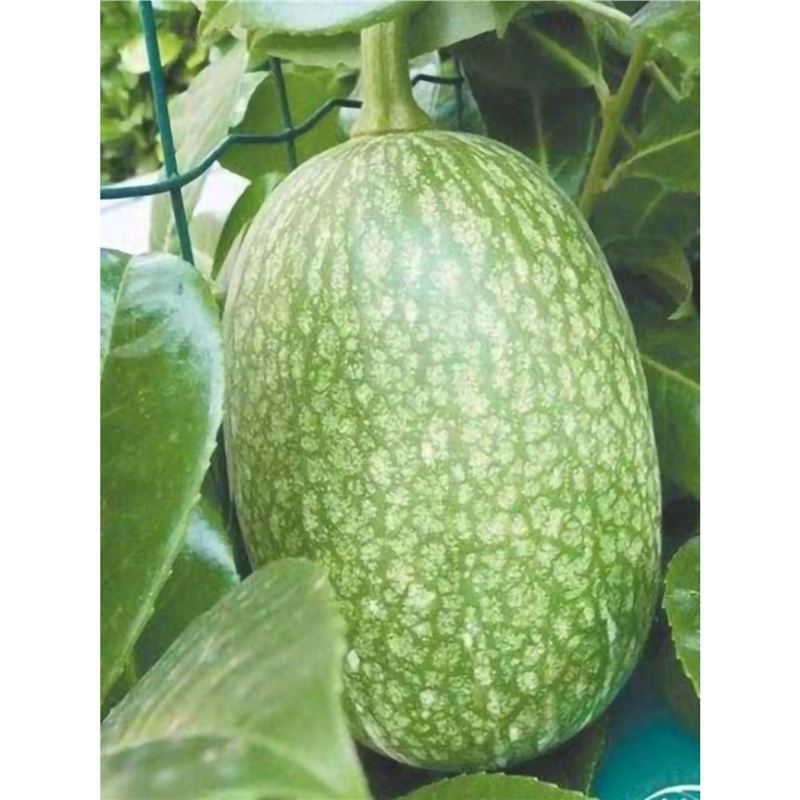 Rich Shark Fin Melon Seeds Gold Wire Stir Melon Powder Melo