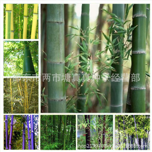 Bulk large bamboo grows fast, Jiangnan bamboo, Maozhu, Nanz