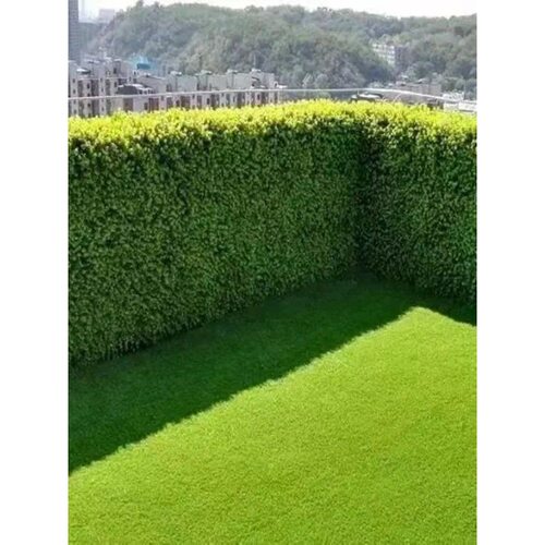 Newhollysaplingfencewall