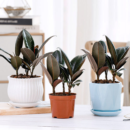BlackDiamondRubberTreePot