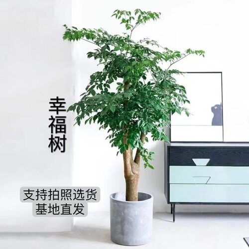 NewHappinessTreeLargePot