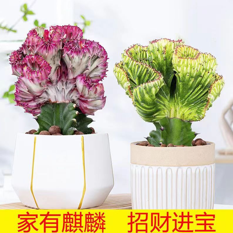 Succulent Plant Jade Qilin Potted Cactus Colorful Qilin Pot