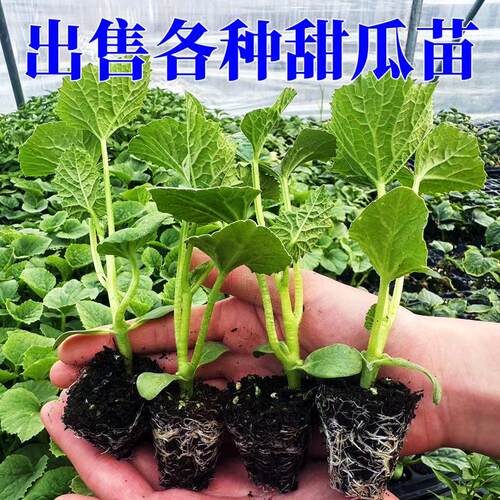 Vegetable seedlings, sheep horn honey, southern flower skin