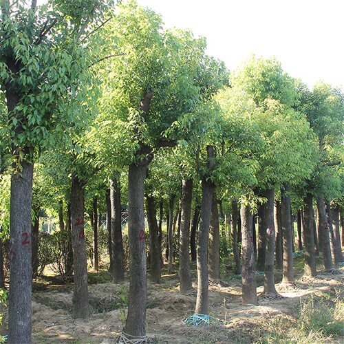 Newcamphortreeengineering