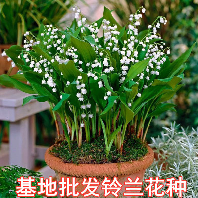 Bell with buds, flower seedlings, year-round planting, indo