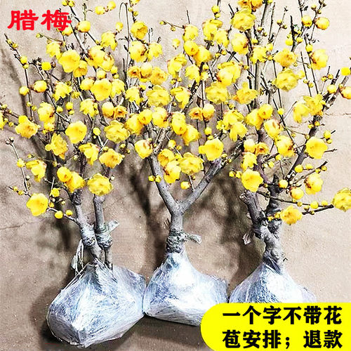 Flowertreeseedlingpotplai