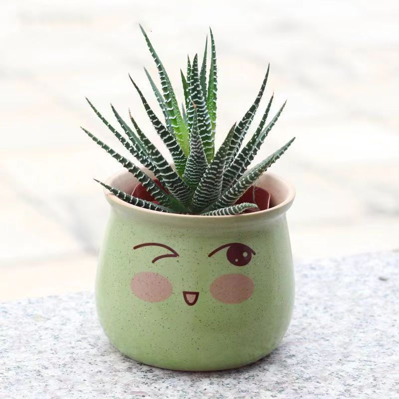 Striped Twelve Roll Succulent Plant Aloe Cactus Office Desk