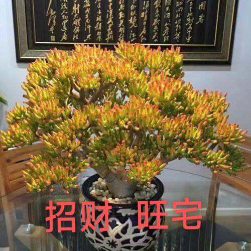NewMoneyAbsorbingTreePot