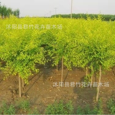 Golden leaved elm seedlings, fast-growing elm seedlings, co