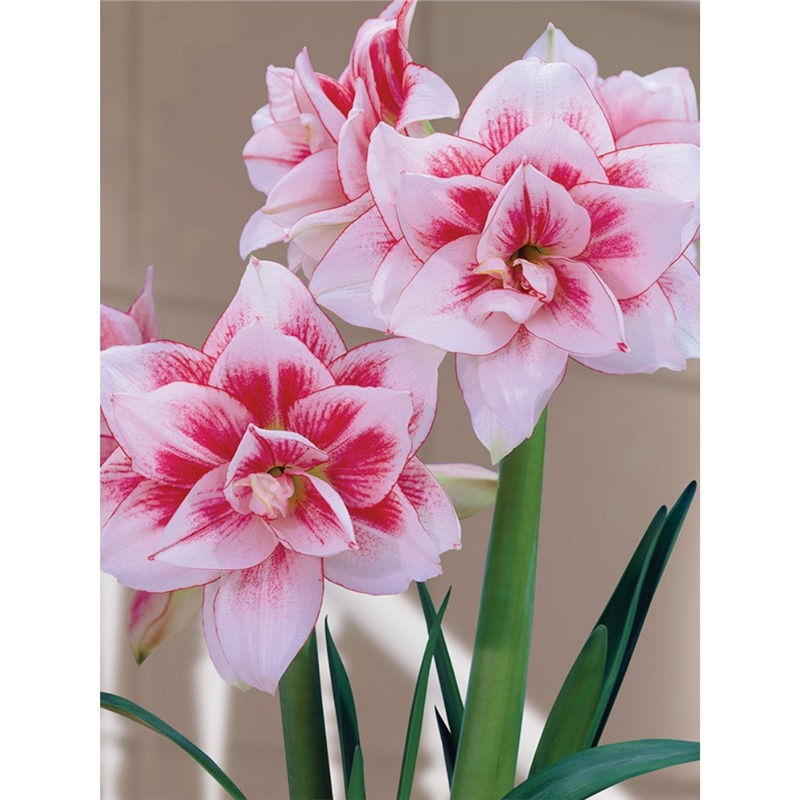 Imported double petaled red seed ball indoor and outdoor co