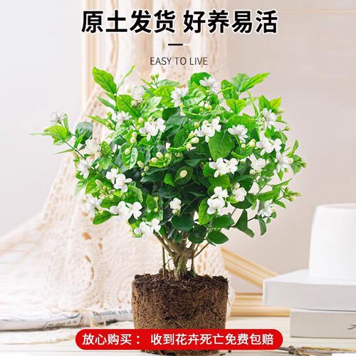 Newjasmineseedlingpotwith