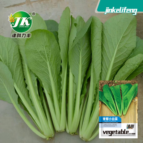 Qingbang bok choy, green stem, green leaves, hairless, fast