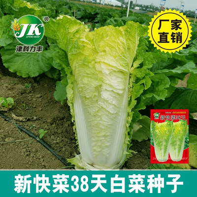 New Quick Vegetable 38 Chinese Cabbage Early Maturity Easy