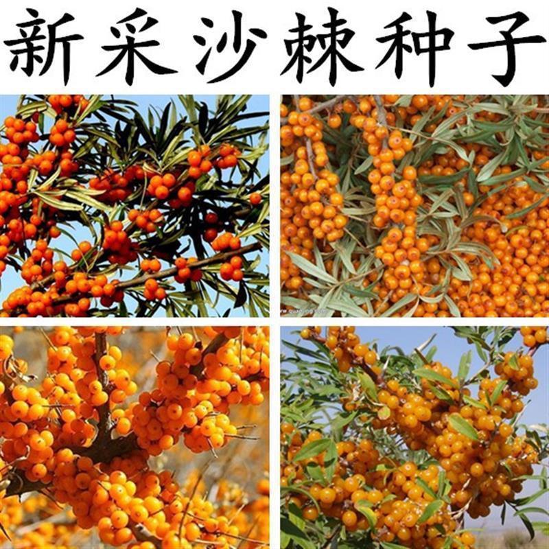 Sea buckthorn seeds, fruits, medicinal herbs, prickly plant