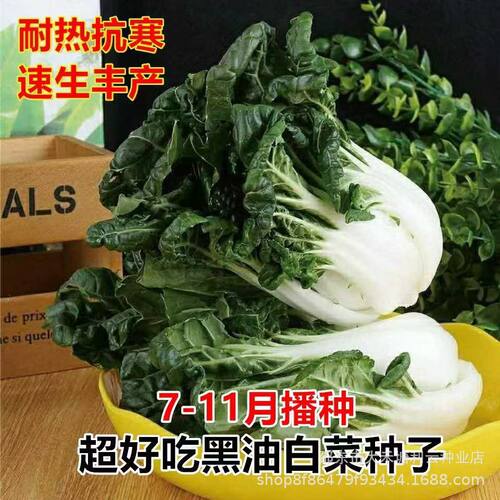 Black oil, black oil, winter milk, cabbage, black collapse,