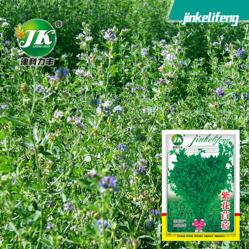 Purple clover edible raw grass camp rich vegetables easy to