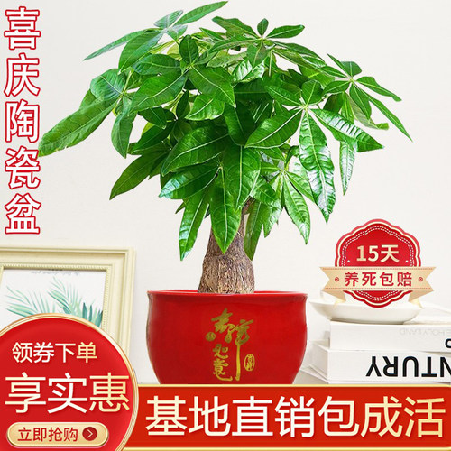 FortuneTreeCelebrationCera