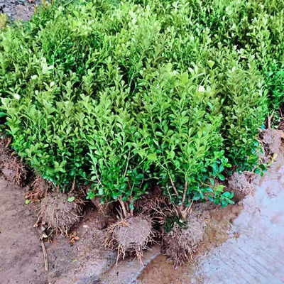 Small leaved boxwood seedlings, melon seeds, boxwood seedli