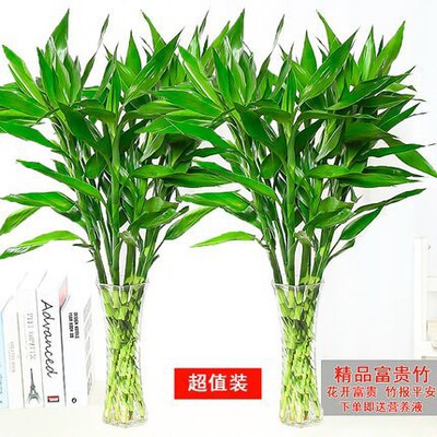DracaenasanderianaPlantTra