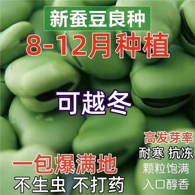 Broad bean seed seven star super large broad bean Arhat bea