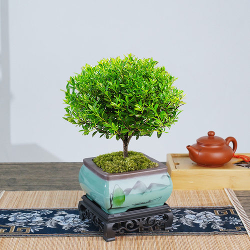 Smallleavedrednanmubonsai