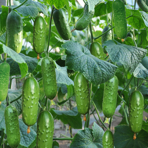 Jiedu Fruit Cucumber Farmhouse Vegetable Garden Spring and