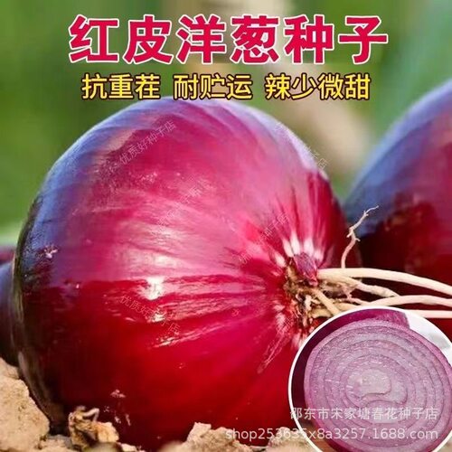 红皮洋葱种子紫皮洋葱种籽苗紫色