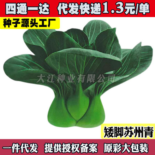 Black Leaf Suzhou Green Dwarf Foot Green Stem Vegetables fr