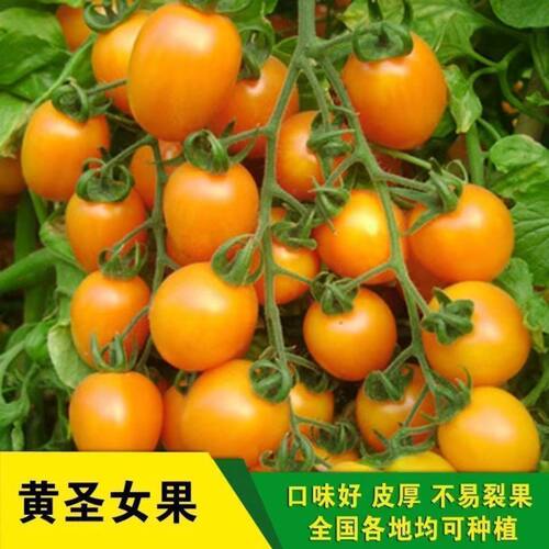 黄圣女果种子西红柿种籽紫圣女果
