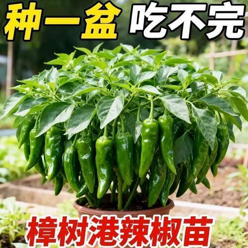 Authentic Zhangshugang chili seedlings, hole plate seedling