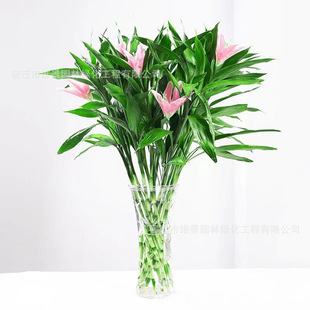 Dracaena sanderiana Water Plant Basin Large Transfer Bamboo