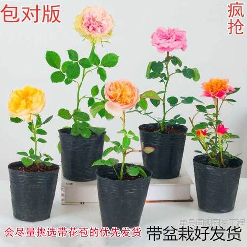 Flowerssmallseedlingslarge