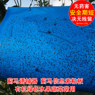 蓟马诱捕器 蓟马信息素粘板 蓟马蓝板  蓟马防治 蓟马 诱杀