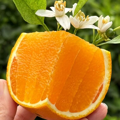 助力主播L爱心橙子正宗伦晚春橙湖北宜昌春天才能吃到的脐橙