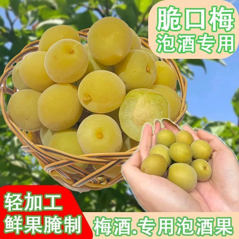 轻加工青梅鲜果泡酒专用孕妇新鲜野生聚会腌制传统开胃解腻