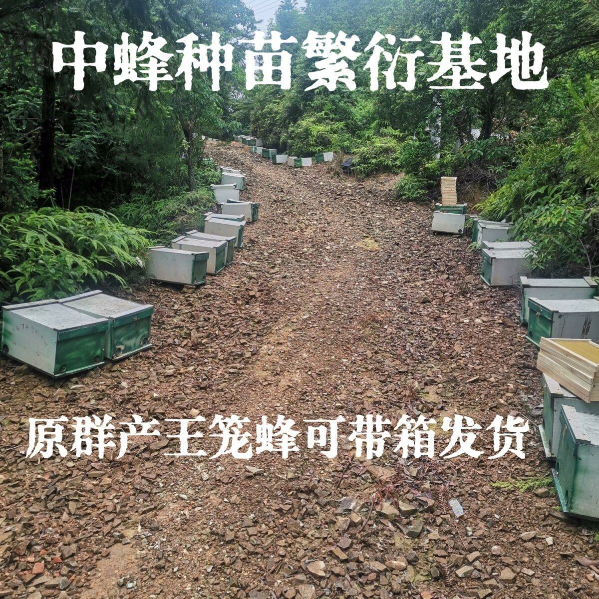 福建蜜蜂蜂王箱蜂整箱蜂种中蜂带养蜂箱中华土蜂有子脾和蜂箱包邮