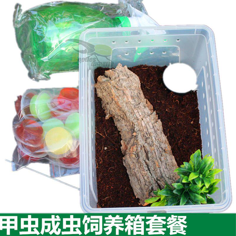 独角仙成虫长戟甲虫爬虫饲养套餐 透明爬宠盒塑料守宫爬宠饲养箱
