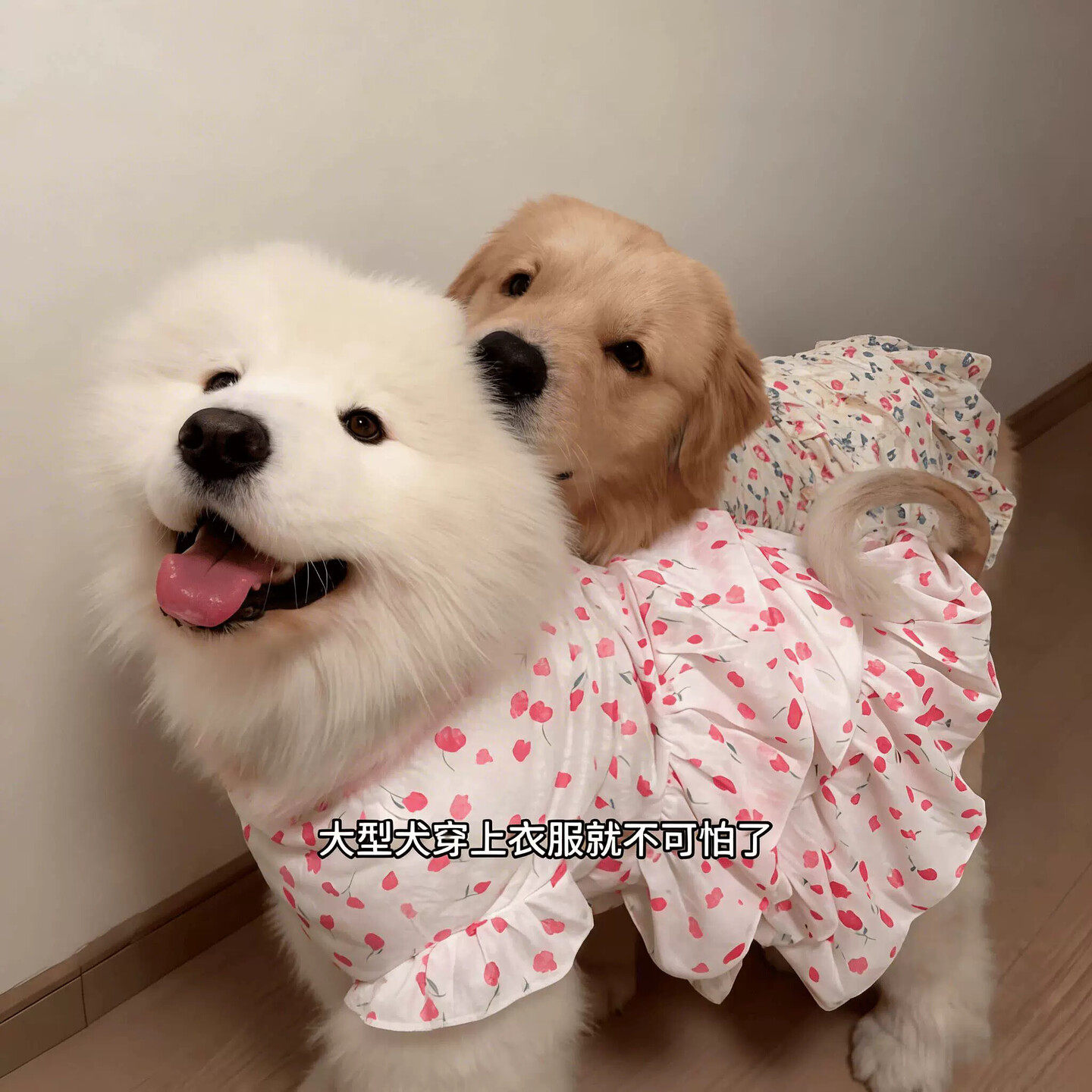 狗狗衣服中大型犬防掉毛蛋糕裙公主裙金毛萨摩耶生日拍照连衣裙