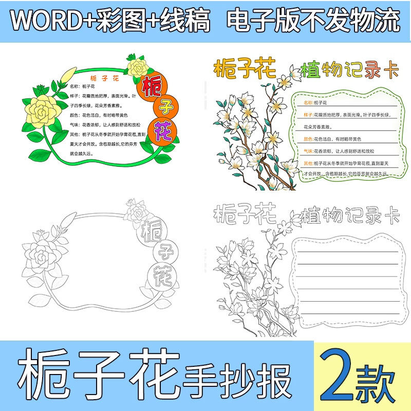 .植物介绍栀子花植物记录卡模板电子版栀子花自然笔记手抄报线稿A