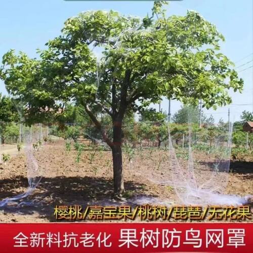 果园大棚加粗尼龙网果树稻谷樱桃葡萄梨树草莓防鸟网鱼塘泥鳅天网