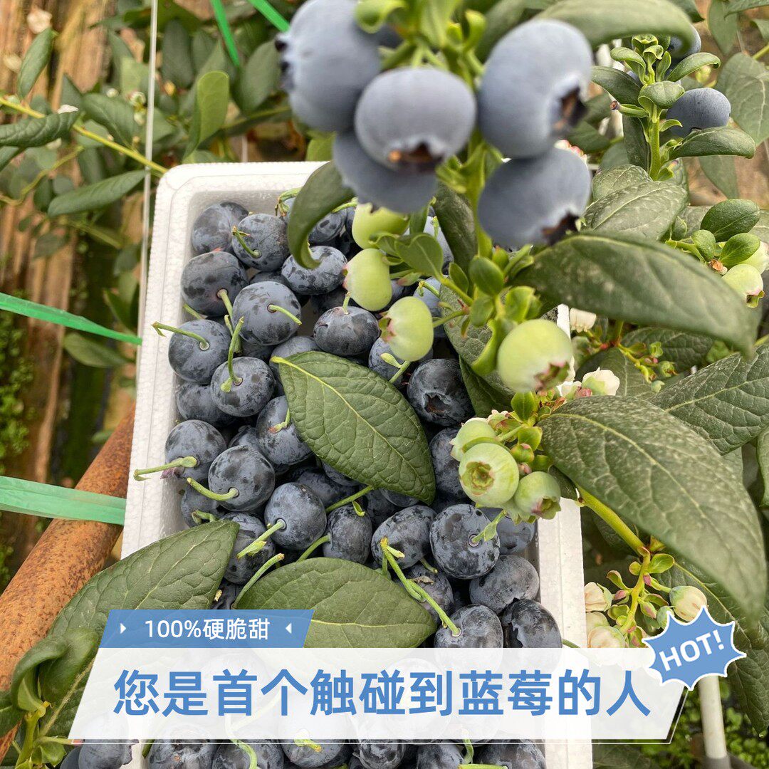买一送一800g装云南澄江抚仙湖蓝莓基地现摘现发孕妈宝宝水果