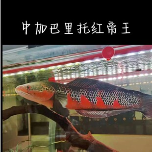 仙塔兰姆红帝王雷龙鱼 热带淡水大型猛鱼容易饲养活体 中加巴里托
