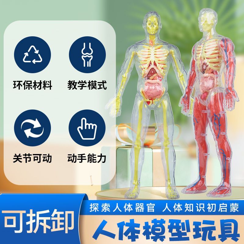 人体结构模型医学仿真人体骨骼器官解剖模型儿童拼装认知玩具肌肉
