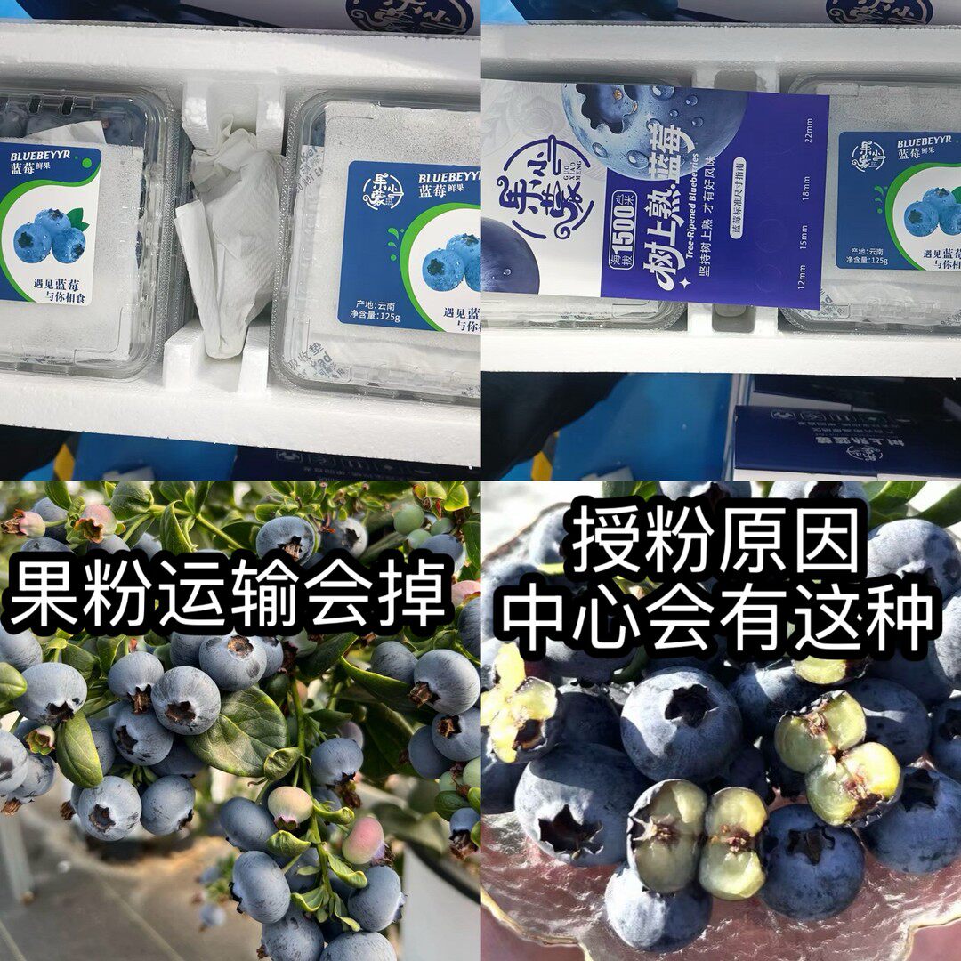 顺丰空运云南花香蓝莓1/2/3斤收到冰箱冷藏保存不保证果粉