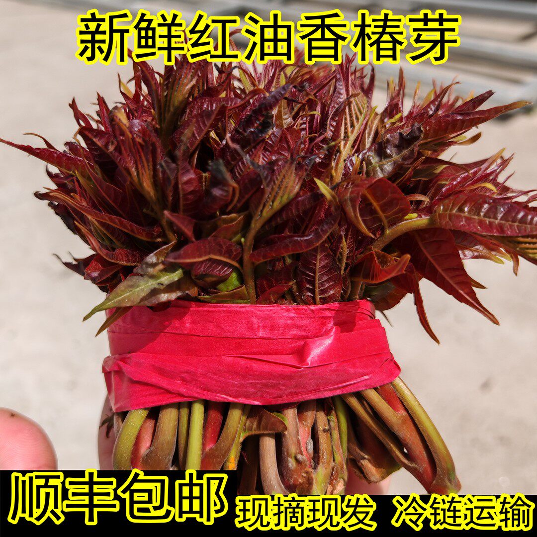 顺丰冷链 露天香椿 山西新鲜红油香椿芽现摘现发特产蔬菜嫩芽