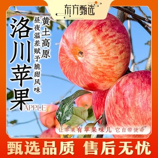 东方甄选自营洛川苹果脆甜多汁富士苹果新鲜应季 水果苹果坏果包赔