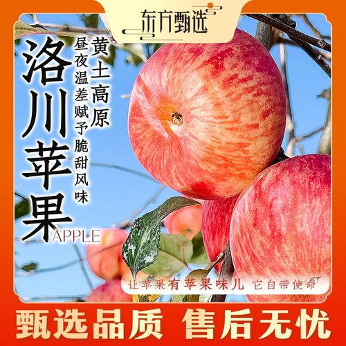 东方甄选自营洛川苹果脆甜多汁富士苹果新鲜应季水果苹果坏果包赔